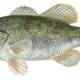 Perca: pez de río